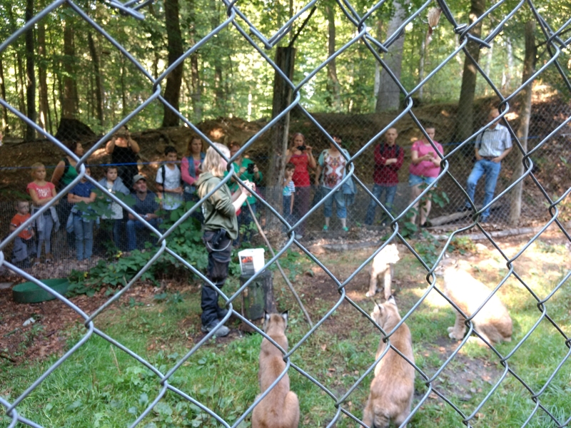 Ausflug 2018 Luchsfuetterung